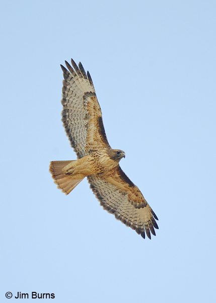 Red-tailed Hawk adult light morph western in flight