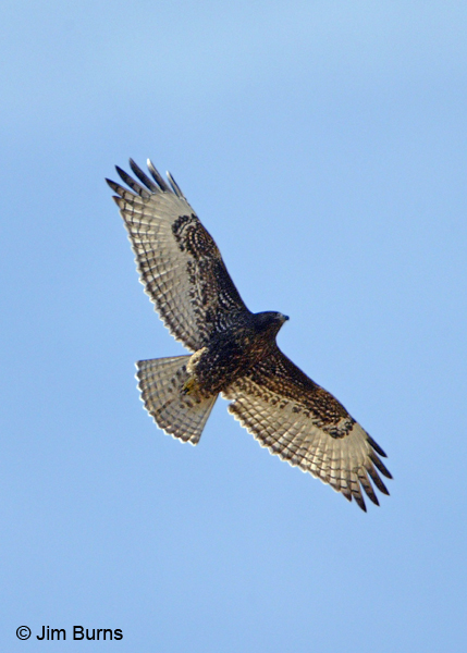 Red-tailed Hawk juvenile dark morph western in flight
