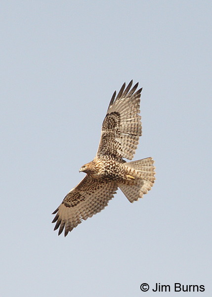 Red-tailed Hawk juvenile intermediate morph western in flight #2