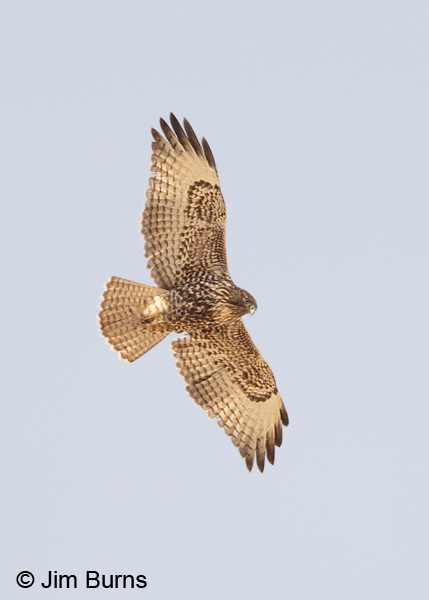 Red-tailed Hawk juvenile intermediate morph western in flight