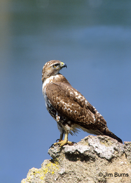 Red-tailed Hawk juvenile light morph western on rock