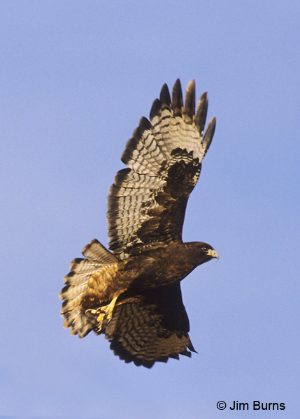 Red-tailed Hawk dark morph western in flight