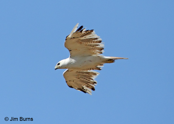 Red-tailed Hawk leucistic in flight ventral