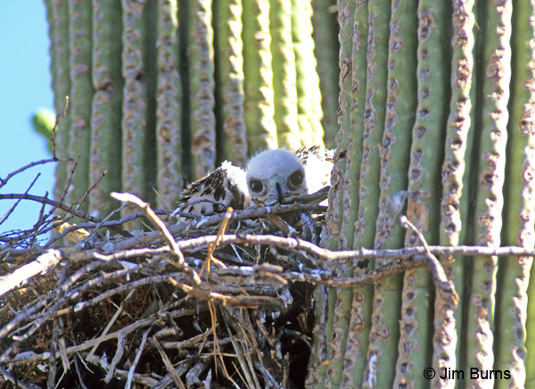 Red-tailed Hawk nestling in Saguaro nest