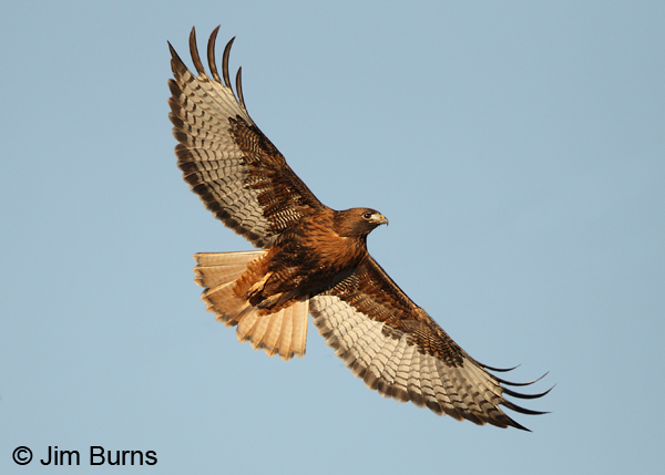Red-tailed Hawk adult rufous morph in flight