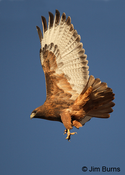 Red-tailed Hawk adult rufous morph landing
