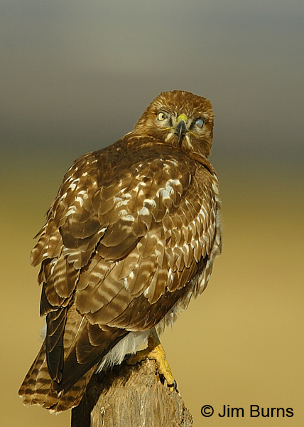 Red-tailed Hawk showing nictitating membranes