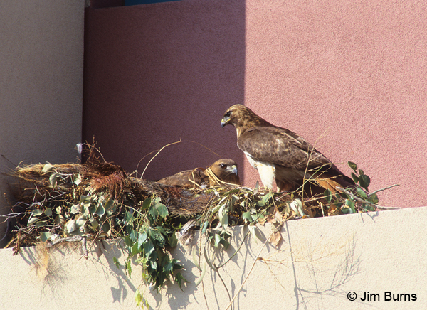 Red-tailed Hawks on balcony nest