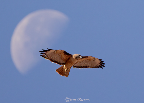 Red-tailed Hawk under a gibbous moon--2040
