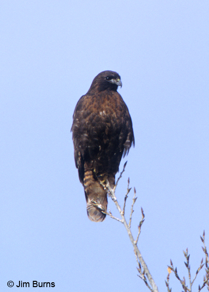 Red-tailed Hawk adult dark morph western perched