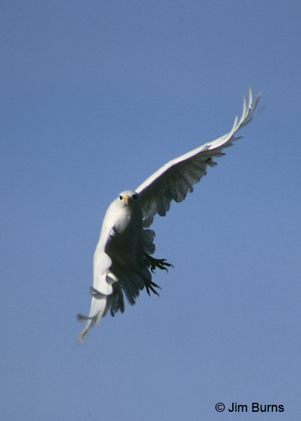 Red-tailed Hawk leucistic in flight
