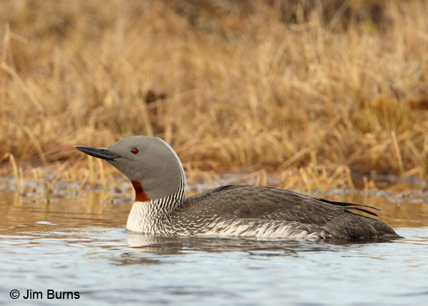 Red-throated Loon adult breeding