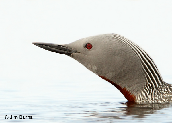 Red-throated Loon head shot