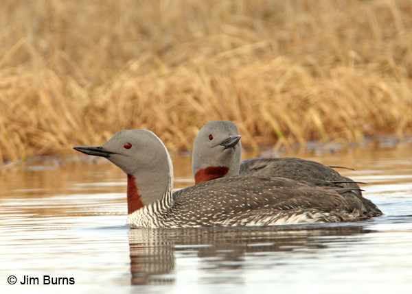 Red-throated Loon pair