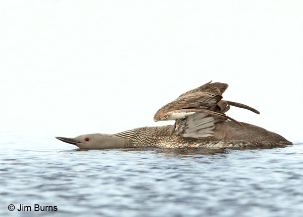 Red-throated Loon stretching