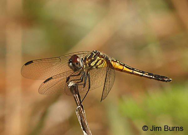 Red-veined Pennant immature female, Santa Rosa Co., FL, March 2016
