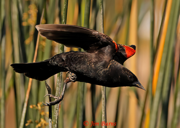 Red-winged Blackbid male flying through reeds #2--7442