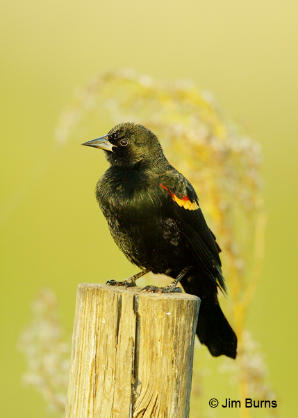 Red-winged Blackbird 1st winter