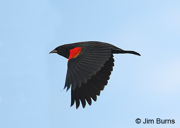 Red-winged Blackbird male in flight #2