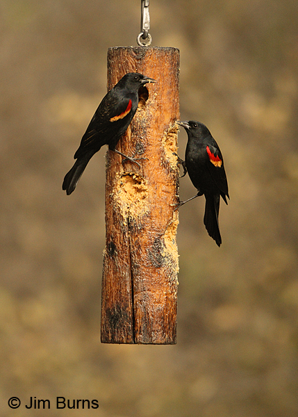 Red-winged Blackbirds on feeder