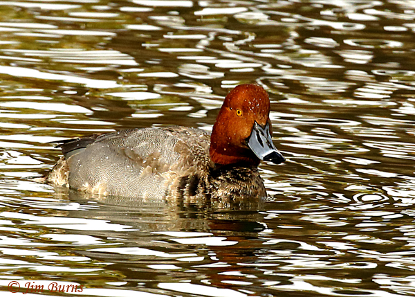 Redhead male in ripples--8382