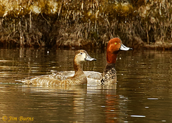 Redhead pair, male exhibiting erect posture and neck stretching preceding copulation--8420