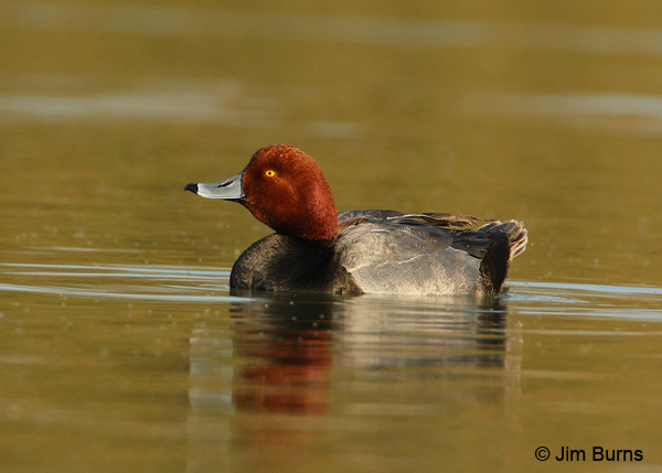 Redhead male at sunset
