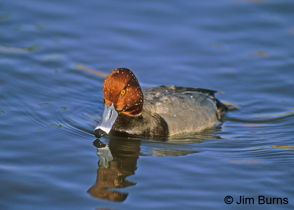 Redhead male with water drops
