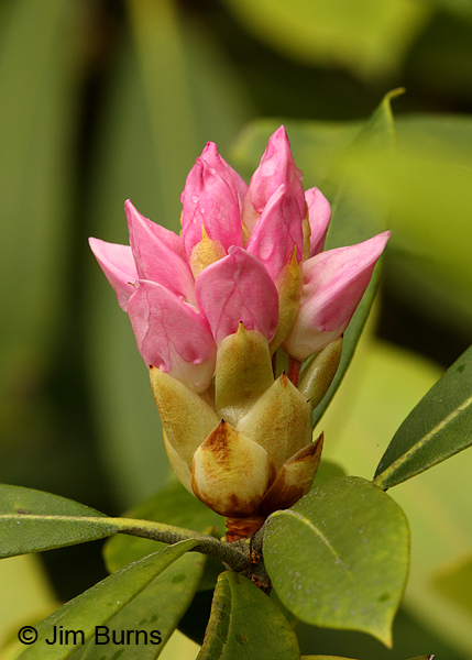 Rhododendron, Pennsylvania