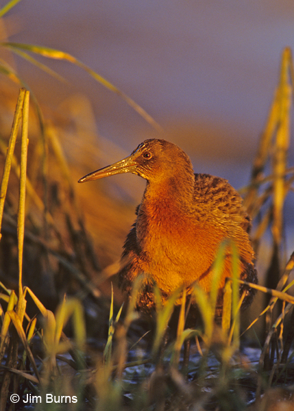 Ridgway's Rail at sunset with mud on bill