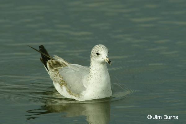 Ring-billed Gull 1st winter on water