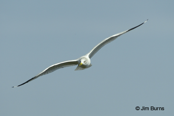 Ring-billed Gull adult in flight