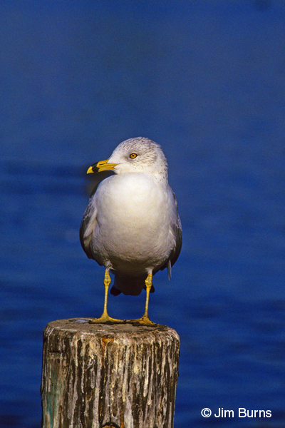 Ring-billed Gull adult winter