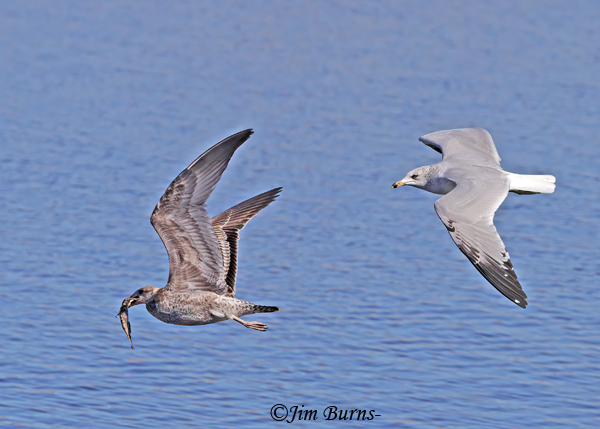 Ring-billed Gulls, adult on right harassing juvenile with fish--9760