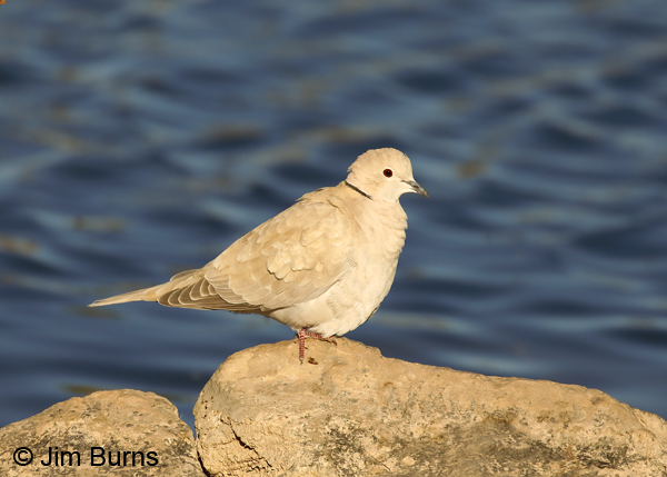 Ringed Turtle-Dove on rock