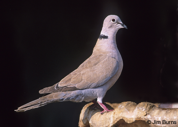 Ringed Turtle-Dove side view