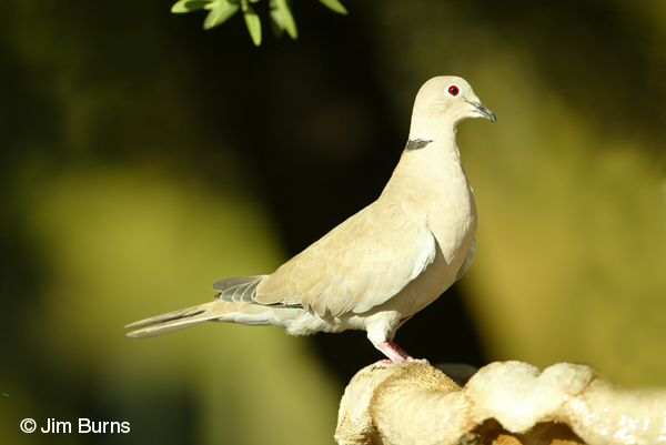 Ringed Turtle-Dove white undertail coverts