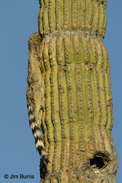 Ringtail carcass hanging from saguaro