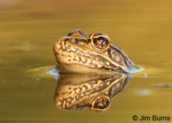 Rio Grande Leopard Frog reflections