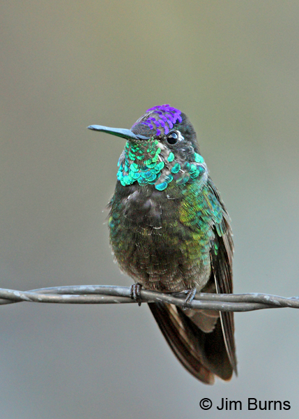Rivoli's Hummingbird immature male on fencewire