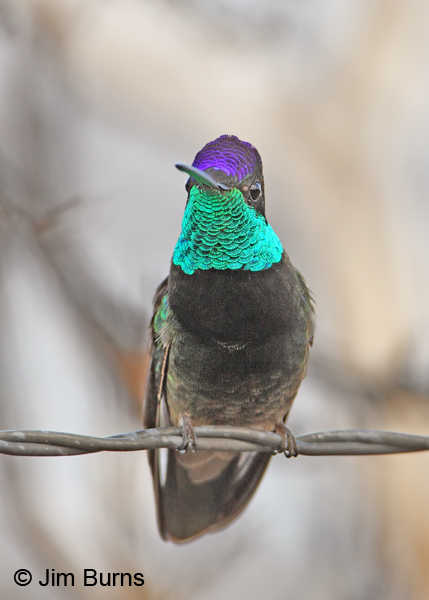 Rivoli's Hummingbird male on fencewire