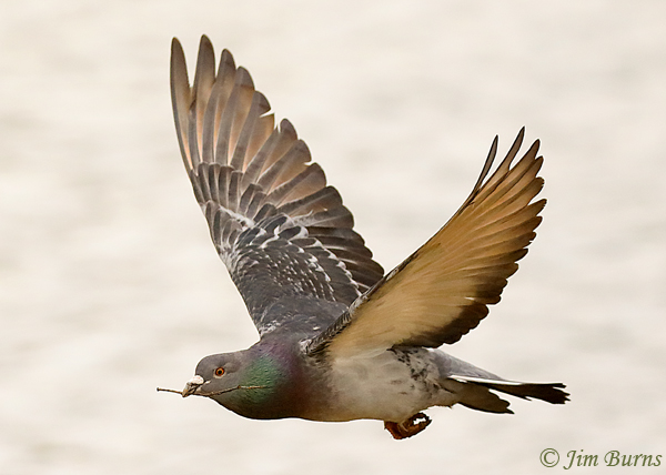 Rock Pigeon in flight with nesting material #2--0382