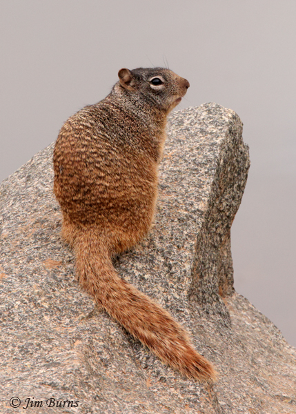 Rock Squirrel near den--5603