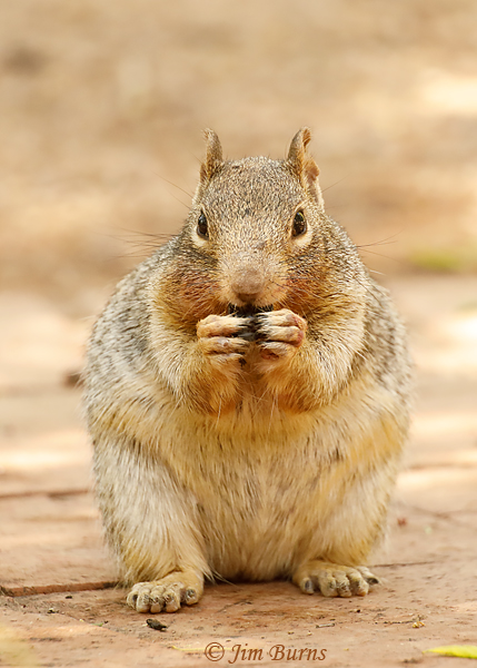 Rock Squirrel enjoying Texas Persimmon fruit--6856
