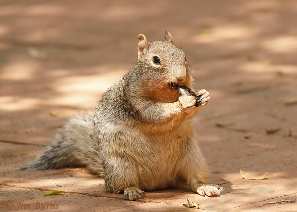 Rock Squirrel enjoying Texas Persimmon fruit--6859