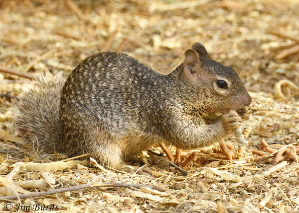 Rock Squirrel working on mesquite bean pod #2--9433