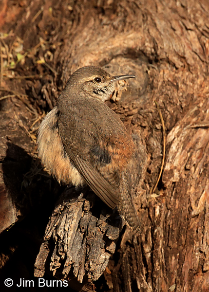 Rock Wren showing rufous rump patch and black back feathers for heat absorption