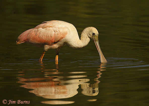 Roseate Spoonbill reflections--7338