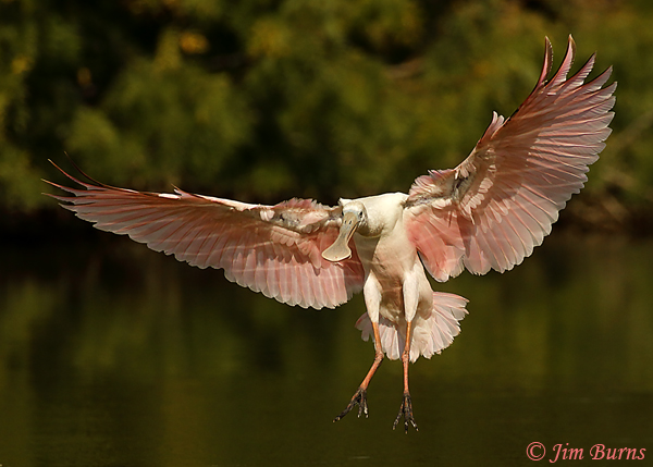 Roseate Spoonbill landing sequence--9420