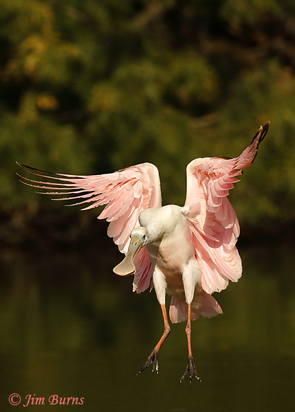 Roseate Spoonbill landing sequence #2--9421